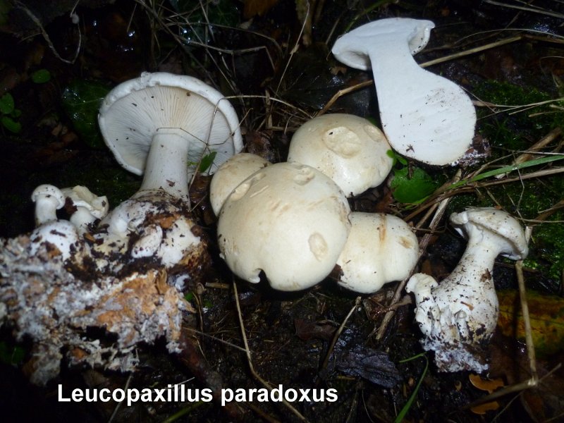 Leucopaxillus paradoxus-amf1239.jpg - Leucopaxillus paradoxus ; Syn1: Clitocybe paradoxa ; Syn2: Lepista paradoxa ; Non français: Leucopaxille à odeur de poulailler